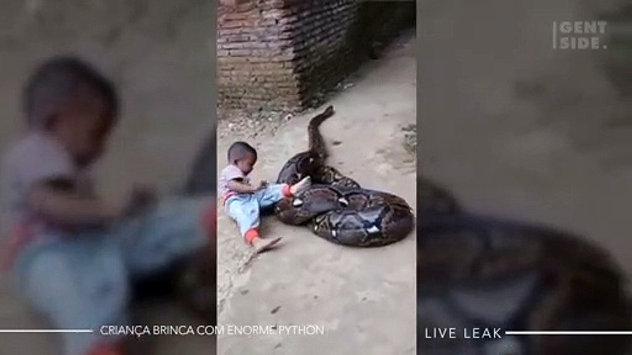 Pessoas estão incrédulas com esse vídeo de uma criança brincando com uma enorme cobra Python