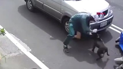 Dha Dış ? Pitbull, Motosikletli Postacıya Saldırdı