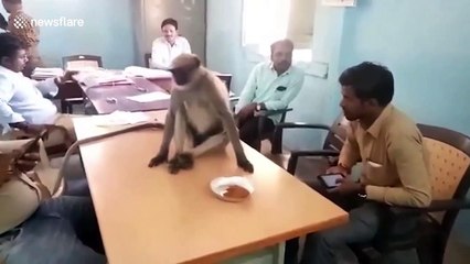 Wild monkey spotted at polling station during elections in India