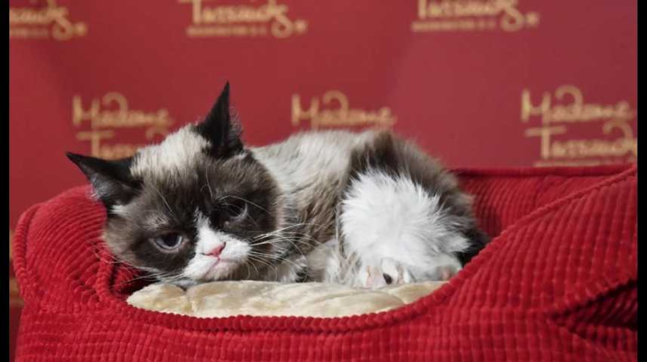 Grumpy Cat est mort