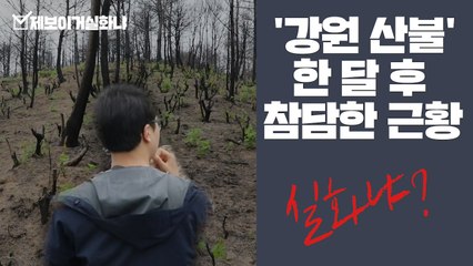 [제보이거실화냐] '강원산불' 한 달 후 참담한 현장을 가다 / YTN