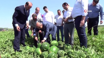 Adana yılda 1 milyon ton karpuz üretiyor