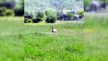 Köye inen dağ keçisi tekrar doğaya bırakıldı - SİVAS