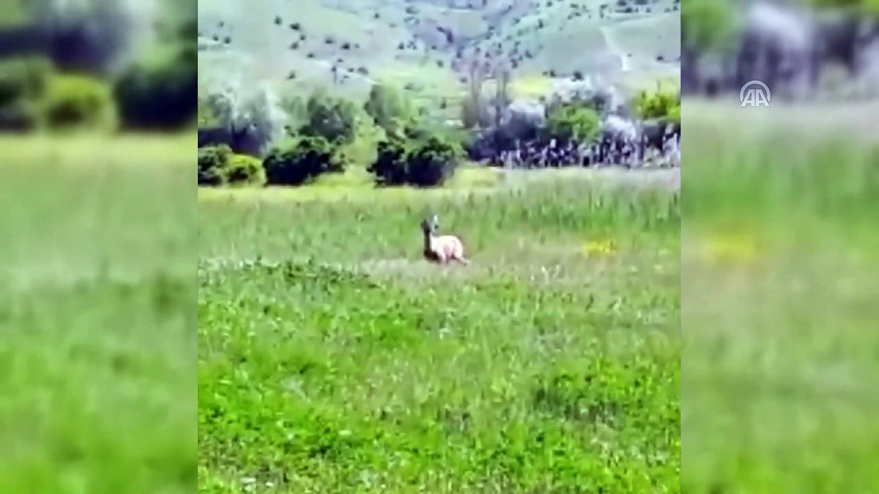Köye inen dağ keçisi tekrar doğaya bırakıldı - SİVAS