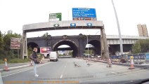 UK dash cam footage shows geese being saved from crossing road