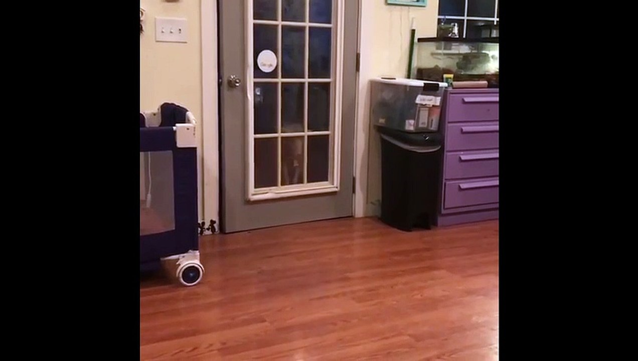 This lamb wants to make an entrance but the door won't let him