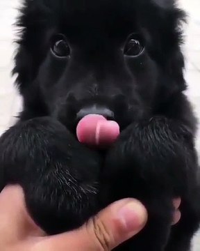 Les yeux de ce superbe chiot sont à tomber. Admirez !