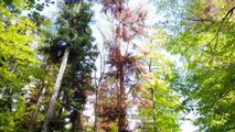 L'ONF au chevet des sapins du Jura alsacien