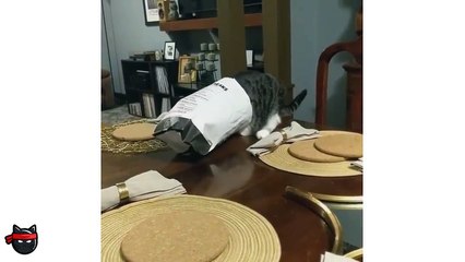 DANK CAT MEMES COMPILATION - TRY NOT TO LAUGH CHALLENGE