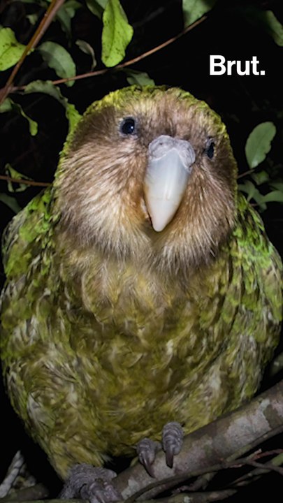 All these animals are threatened by humans