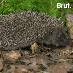 Is the European hedgehog threatened with extinction?