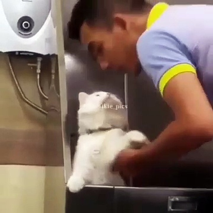 Ce chaton veut un câlin avant de prendre sa douche. Trop cute !