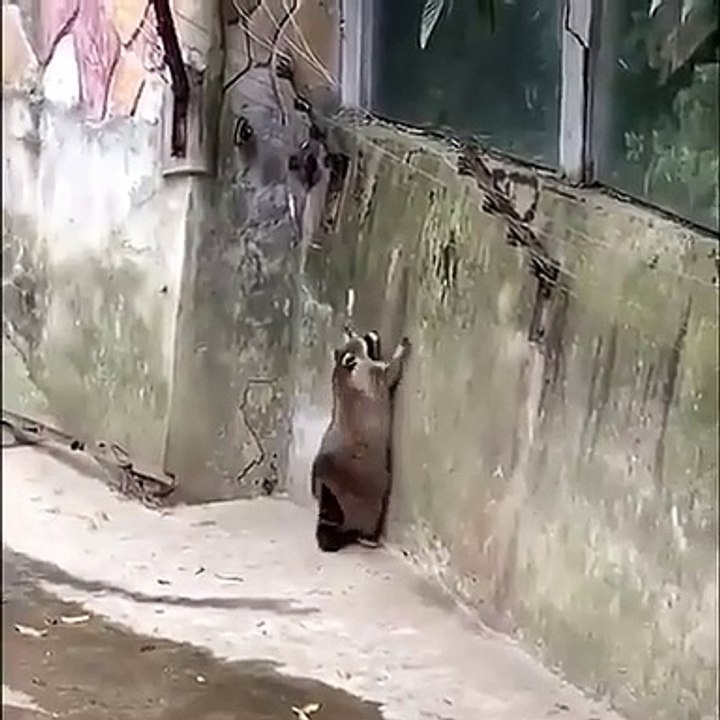 Ce gros raton laveur essaie de sauter un mur. Regardez !