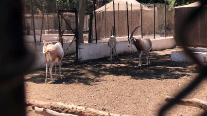 Scimitar Oryx