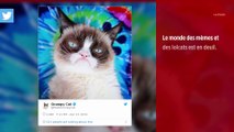 Grumpy Cat, le chat millionnaire le plus célèbre d'Internet, est mort