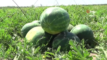 Adana Yılda 1 Milyon Ton Karpuz Üretiyor