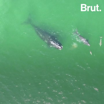 A ray of hope for North Atlantic right whales