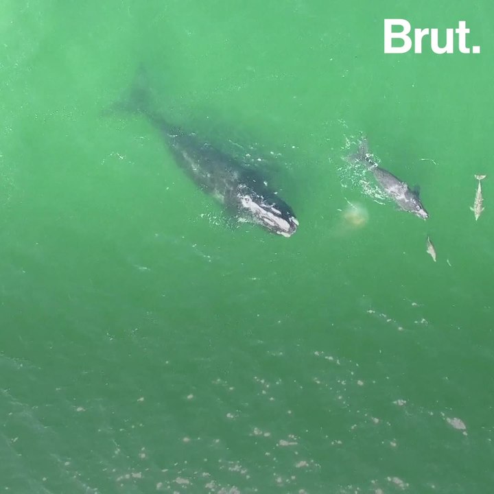 A ray of hope for North Atlantic right whales