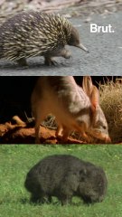 3 remarkable animals you can find in Australia