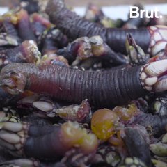 Goose barnacles: a strange and edible life form