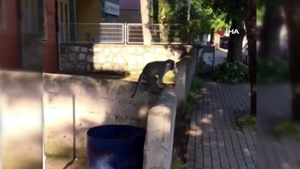 Paniğe sebep olan maymun yakalandı