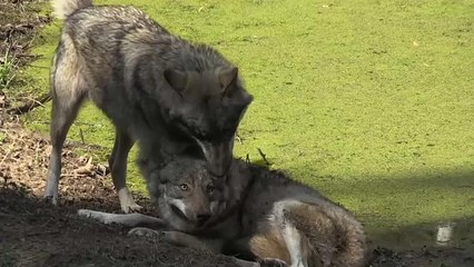 شاهد..عودة الذئاب "المنقرضة" في ألمانيا يثير رعب المزارعين