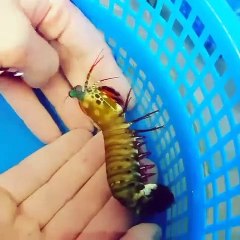 Cette crevette-mante paon est une vraie acrobate. Admirez la !
