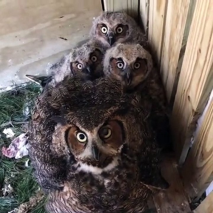 Cet hibou femelle et ses petits font un drôle de bruit synchronisé. Ecoutez !