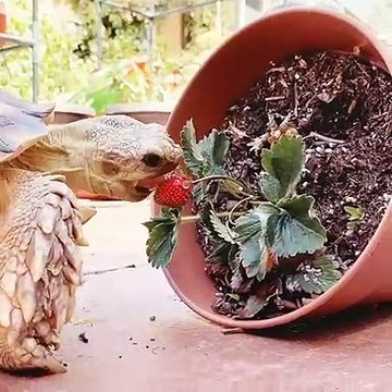 Cette tortue aime beaucoup manger des fraises. Trop chou !