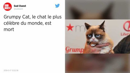 Grumpy Cat, célèbre héros d’internet, est décédé à l'âge de 7 ans
