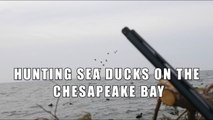 Sea Duck Hunting on the Chesapeake Bay