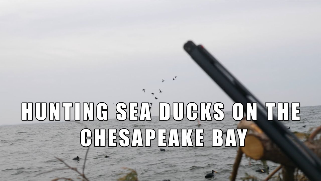 Sea Duck Hunting on the Chesapeake Bay