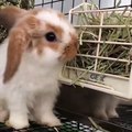 Lorsqu'un adorable lapin vole des herbes dans la cage d’à coté. Trop drôle !