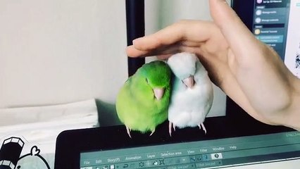 Quand deux perroquets réclament des caresses. Adorable !