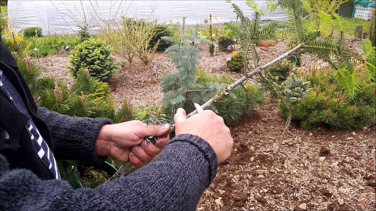 Comment réaliser une greffe de conifère