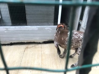 Köpekleri Zehirlenen Kadın İha'ya Konuştu