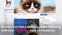 Meme Sensation Grumpy Cat Has Died Aged Seven