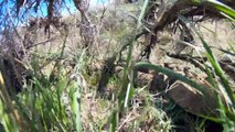 A Den of Rattlesnakes