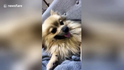 Hilarious pooch uncontrollably shakes head after sneezing