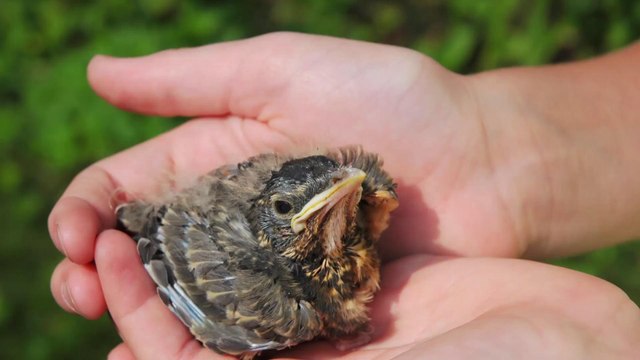 How to Know if a Baby Bird Needs Rescuing