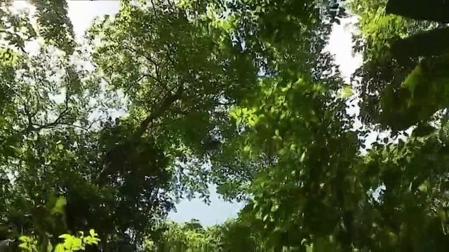 Les arbres, des puits de carbone précieux pour le climat