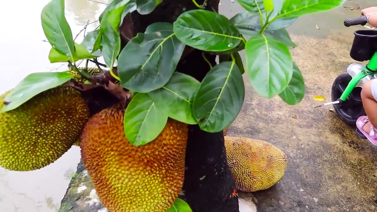 JEU pour le JARDIN de prélèvement ET de RÉPARTITION Jacquier  Bébé Beurre TV  Bébé Jouer à faire Semblant Coupe une Jacquier