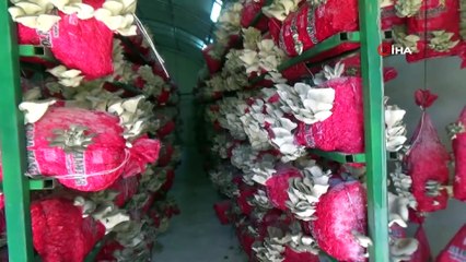 Satmak İçin Ürün Bulamayınca Kızdı, Kendi Serasını Kurdu