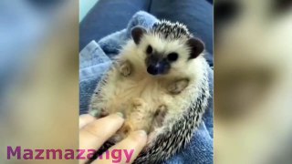 Cute animals being weird funny Animals Compilation 1 (new HD 2018)