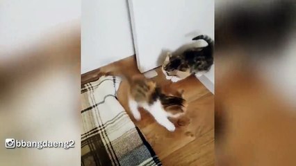 These Tiny Baby Kittens Will Steal Your Heart