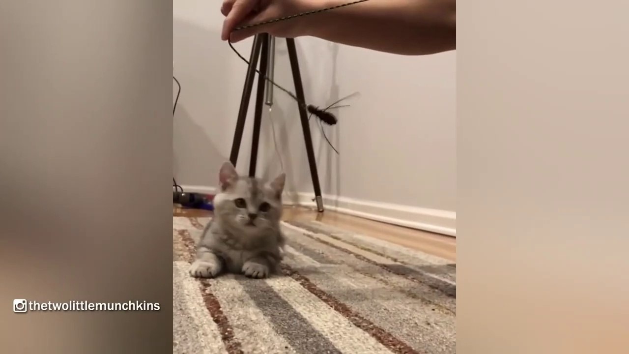Two Adorable Munchkin Siblings