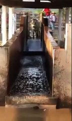 Une vache fait une bombe