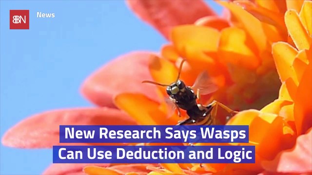 Wasps Are Smart Insects