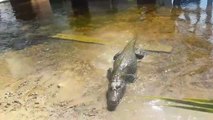 Ce crocodile sauvage suit ces gens dans leur maison... Un vrai chien