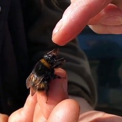 Il nourrit une abeille à la main pour la sauver